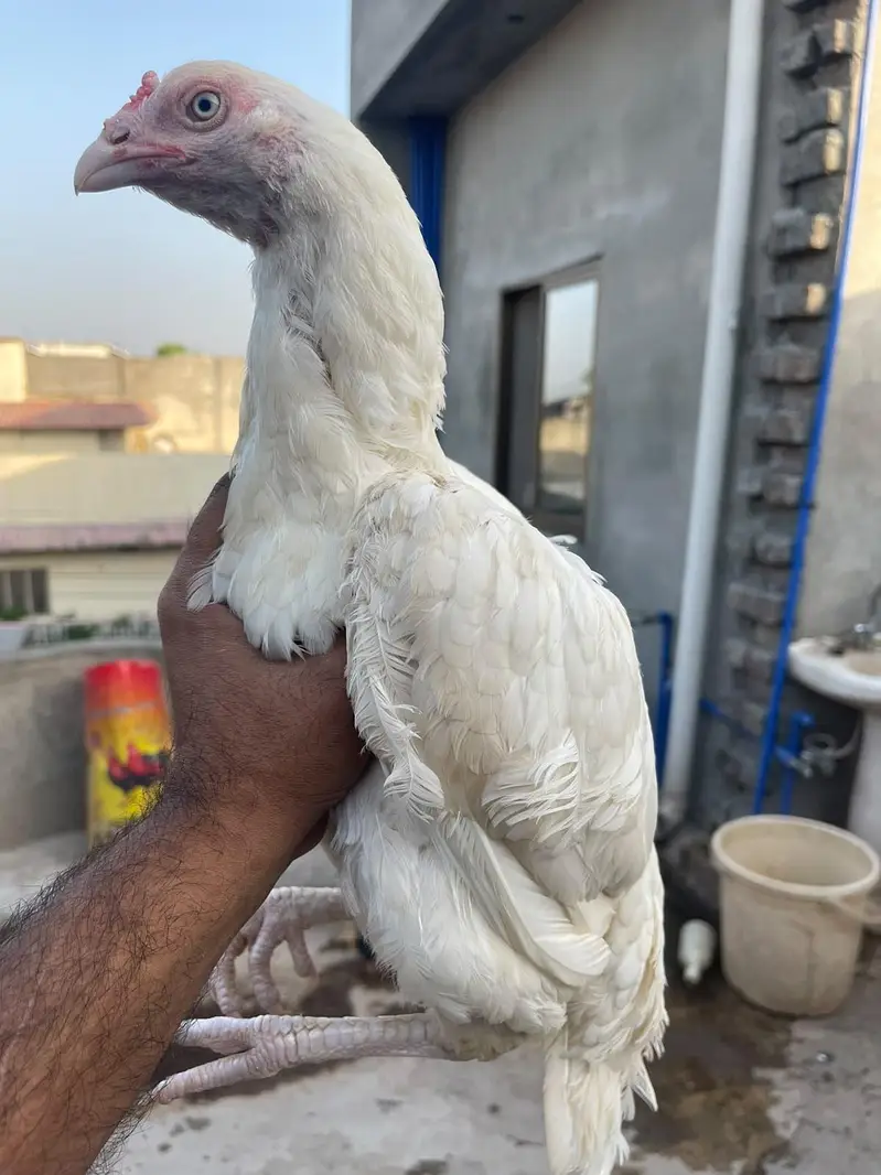HEERA ASEEL FEMALE — photo 3