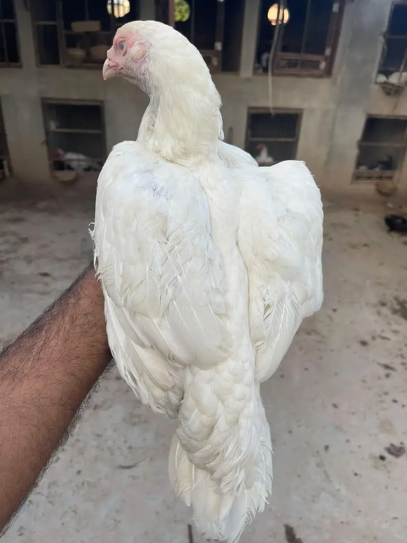 HEERA ASEEL FEMALE — photo 4