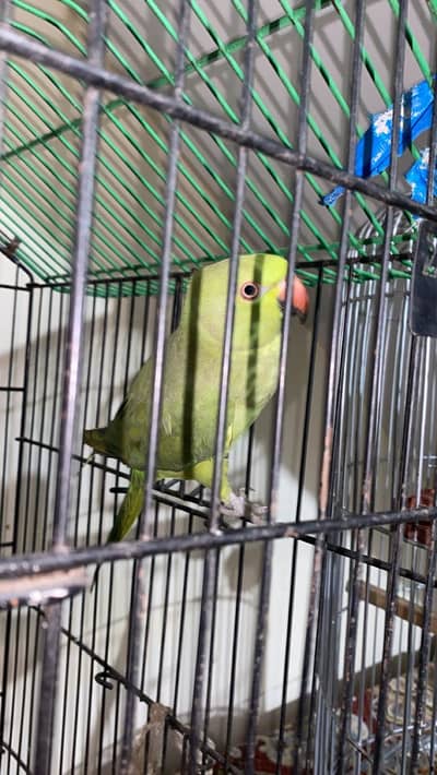 female Parrot With Cage