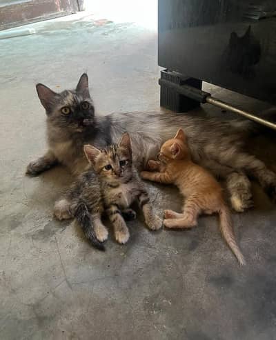 `Mother Cat with 2 Male Kittens
