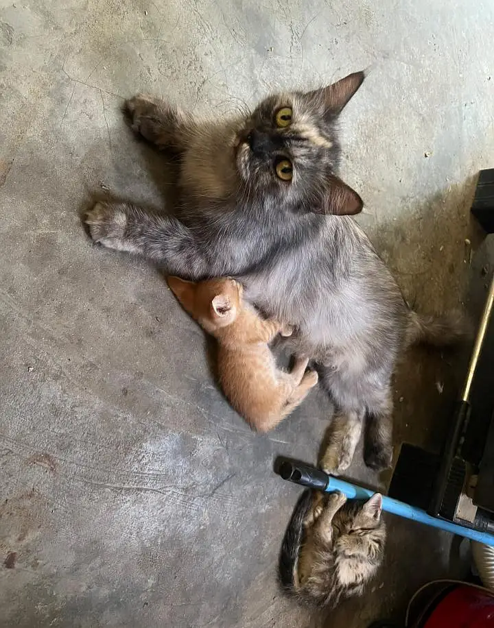 `Mother Cat with 2 Male Kittens — photo 2
