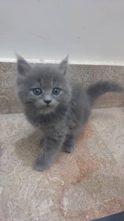 cute kitten and full trained 03069138991