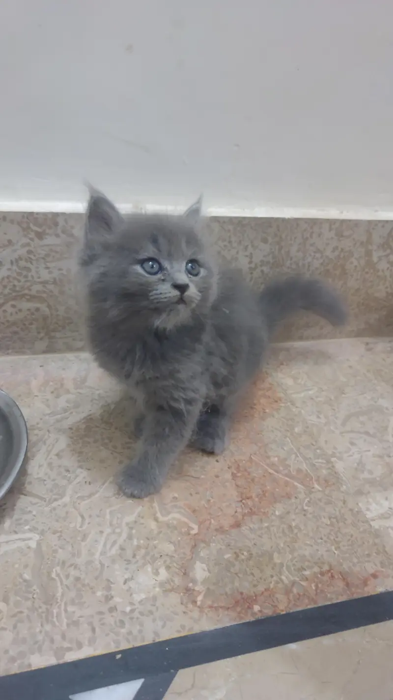 cute kitten and full trained 03069138991 — photo 2
