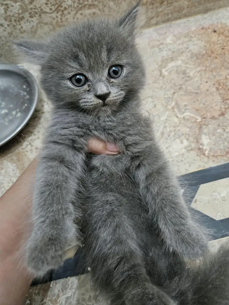 cute kitten and full trained 03069138991 — photo 3