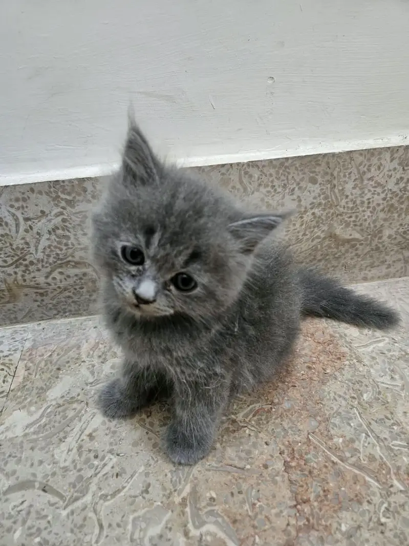 cute kitten and full trained 03069138991 — photo 4