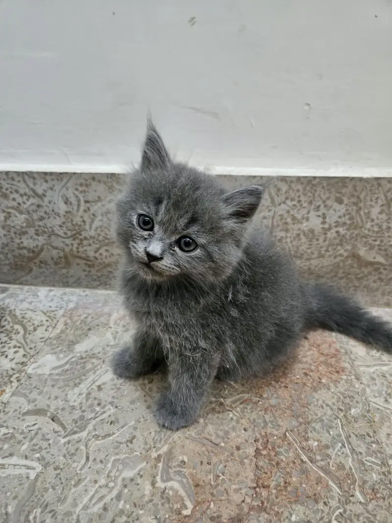 cute kitten and full trained 03069138991 — photo 5