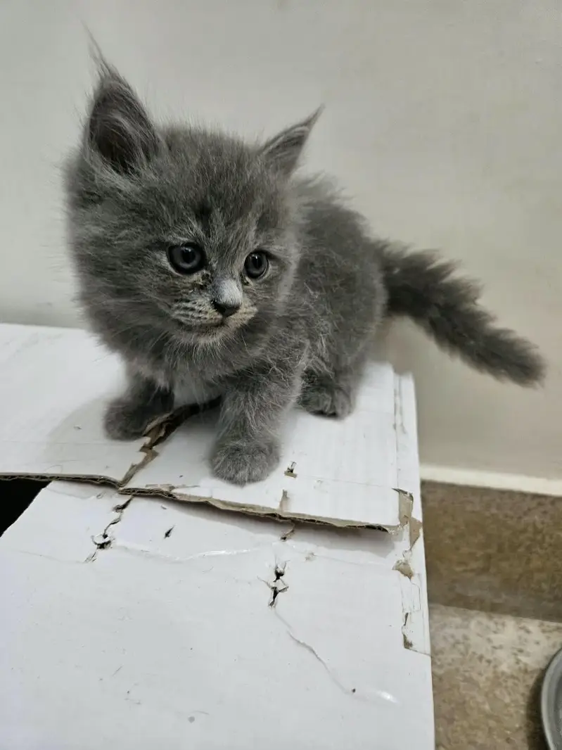 cute kitten and full trained 03069138991 — photo 6