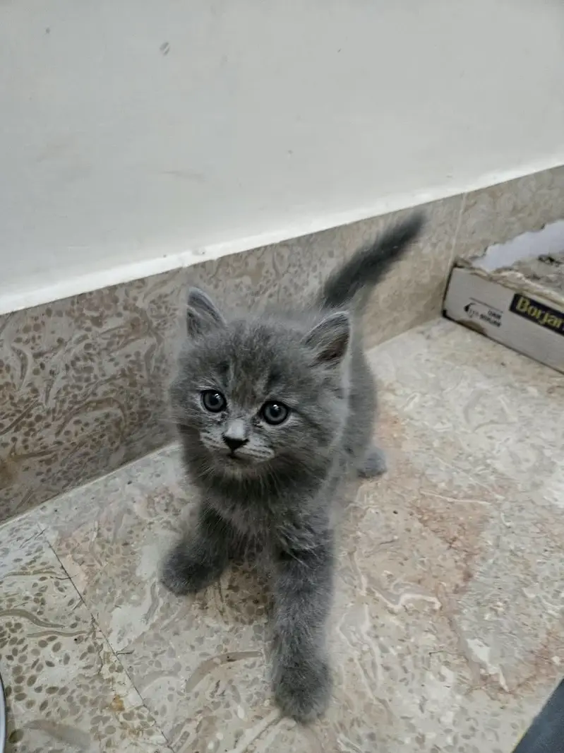cute kitten and full trained 03069138991 — photo 7