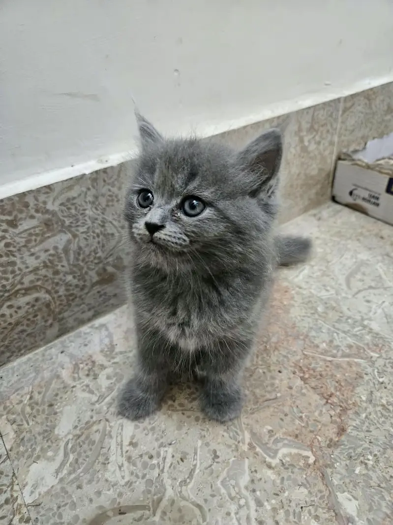 cute kitten and full trained 03069138991 — photo 8