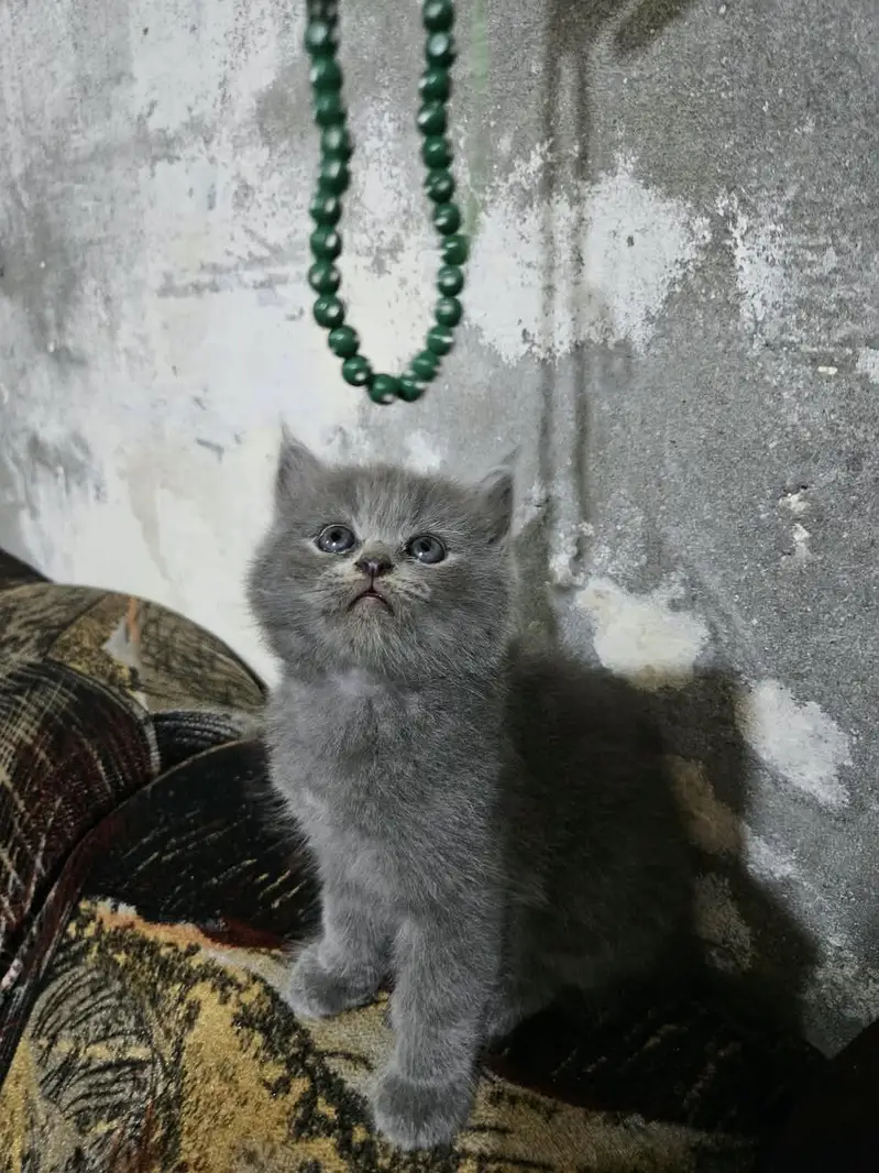 cute kitten and full trained 03069138991 — photo 9
