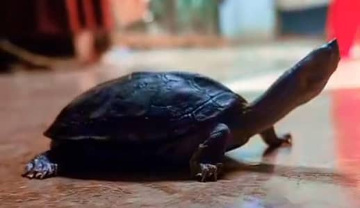 Turtle