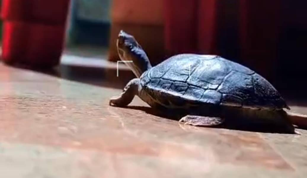 Turtle 1