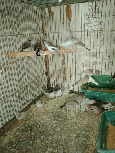 Finches