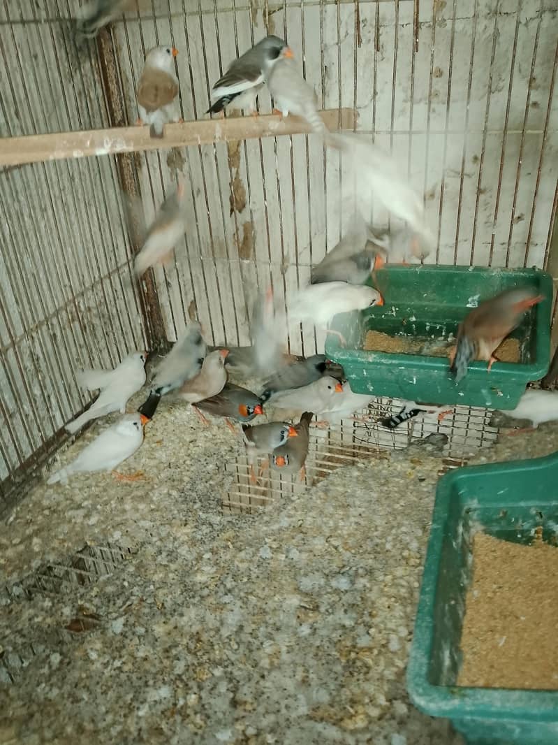 Finches 1