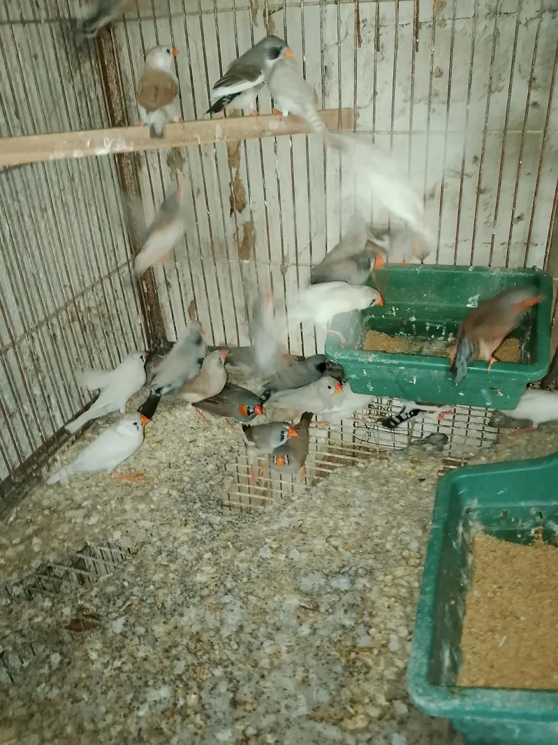 Finches — photo 2