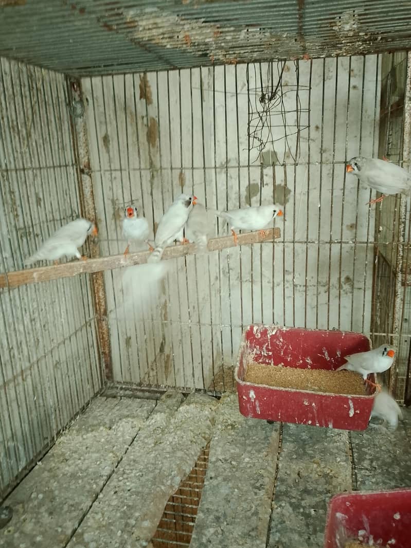 Finches 2