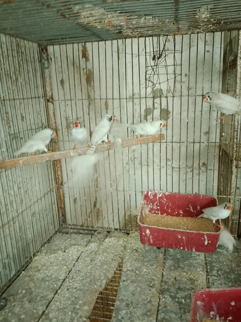 Finches — photo 3