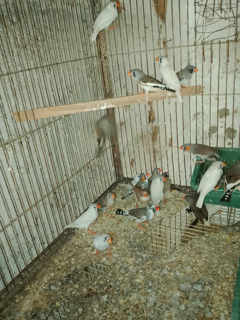 Finches 3