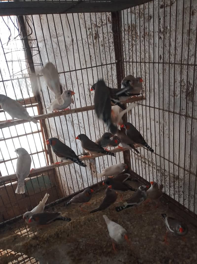 Finches 4