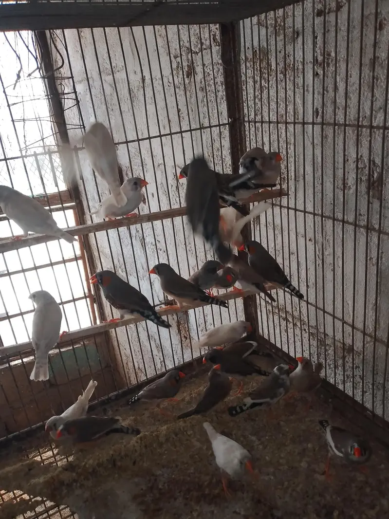 Finches — photo 5