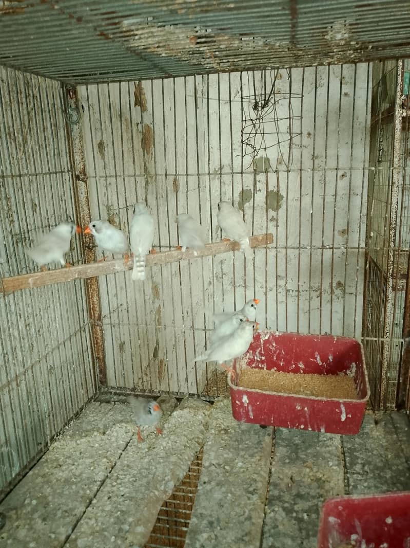 Finches 5