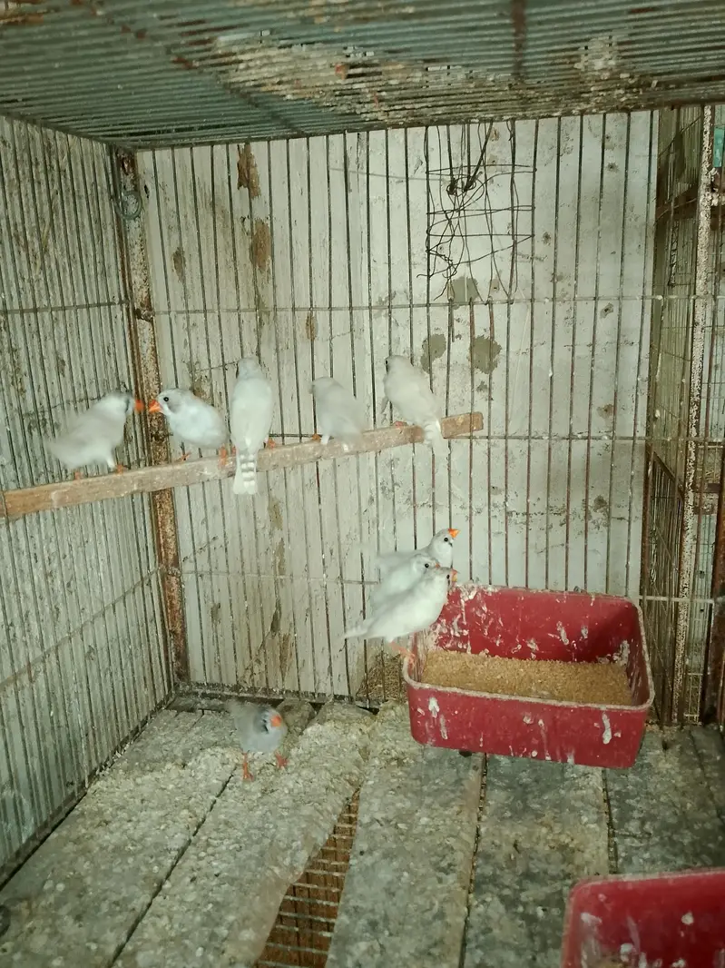 Finches — photo 6