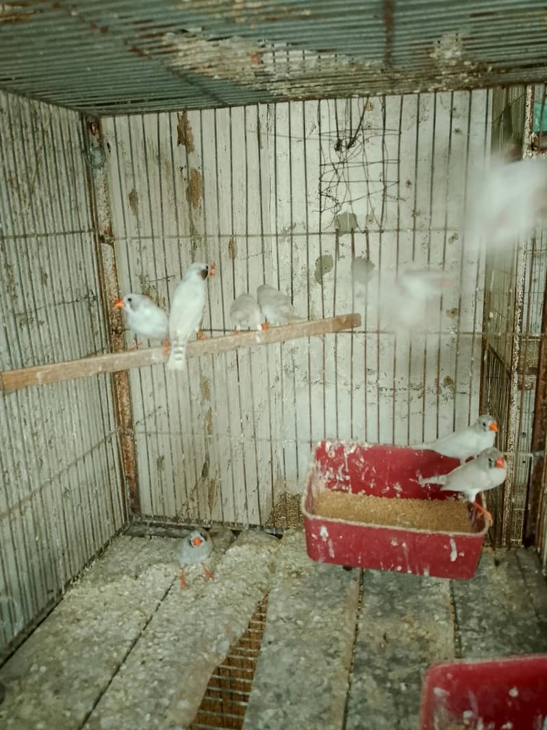 Finches 6
