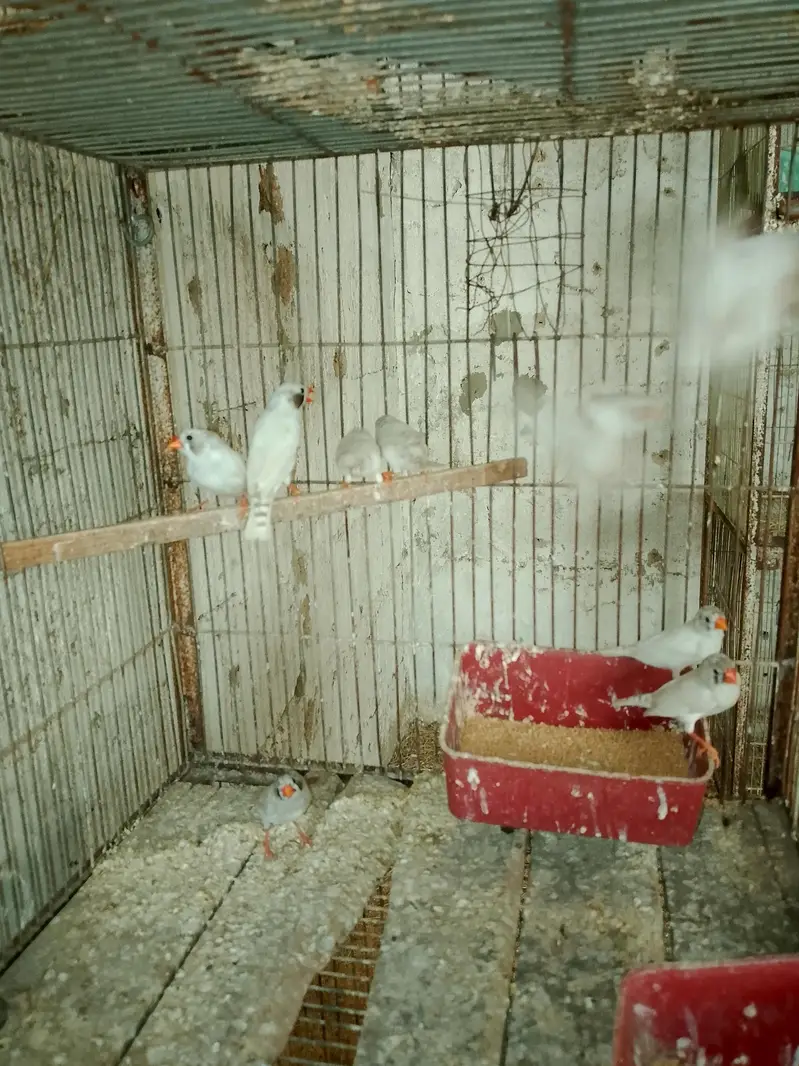 Finches — photo 7