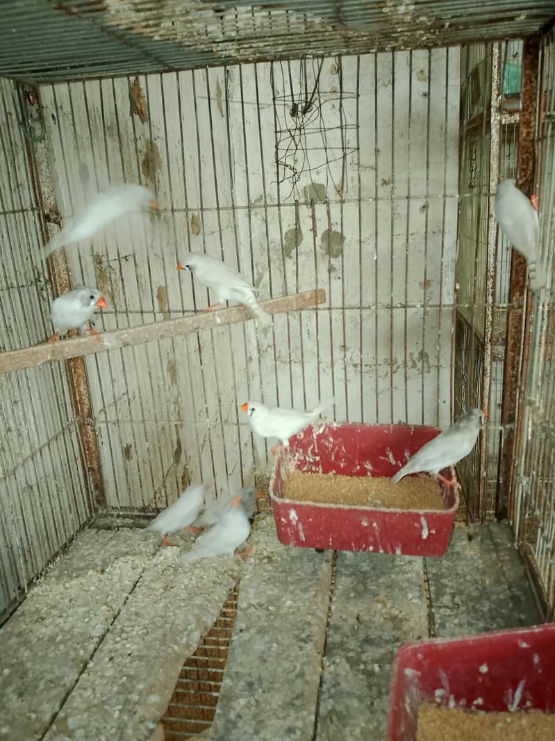 Finches 7