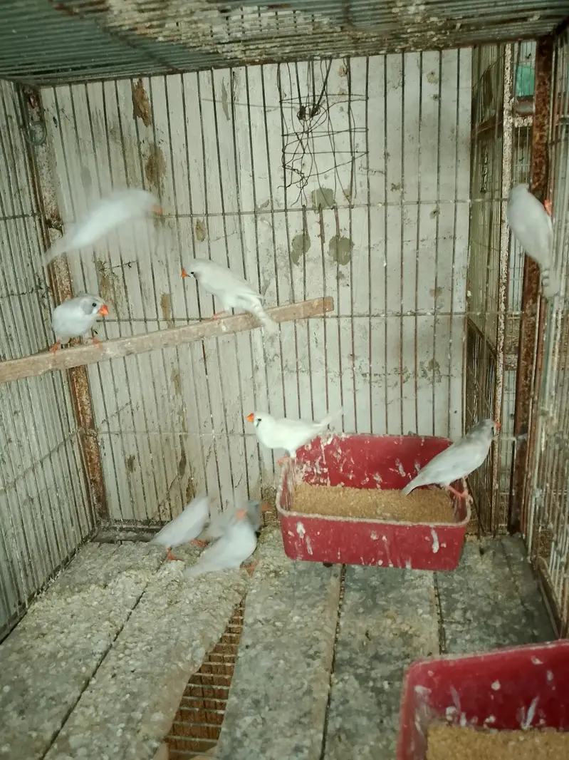 Finches — photo 8