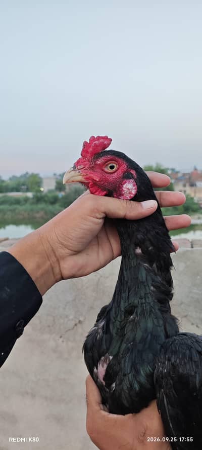 heera aseel