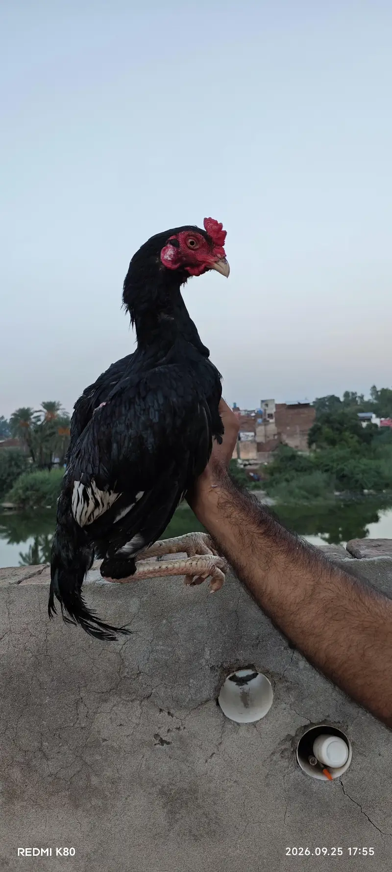 heera aseel — photo 3
