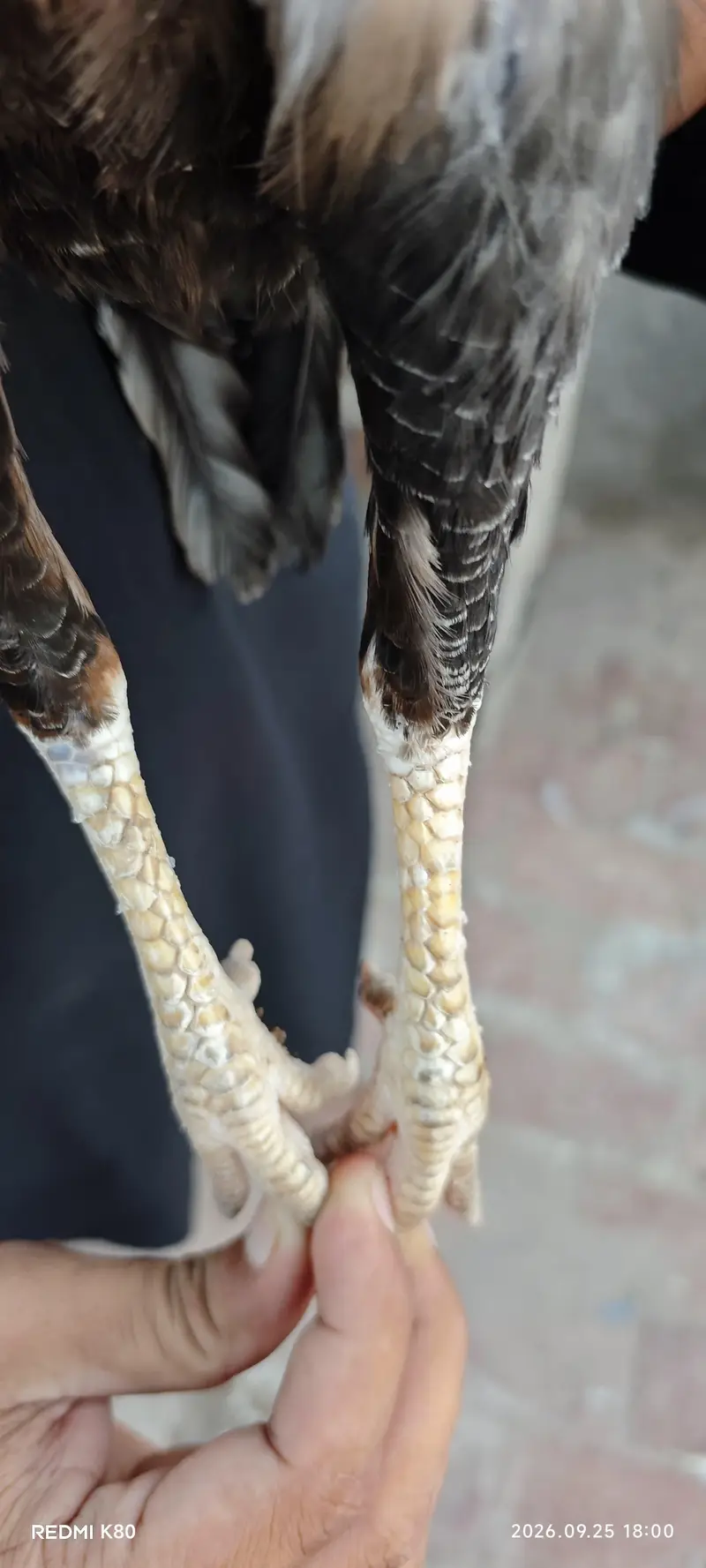 heera aseel — photo 7