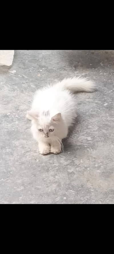 Persian cat 2 manth age vaccination ho gae ha bilkul active ha