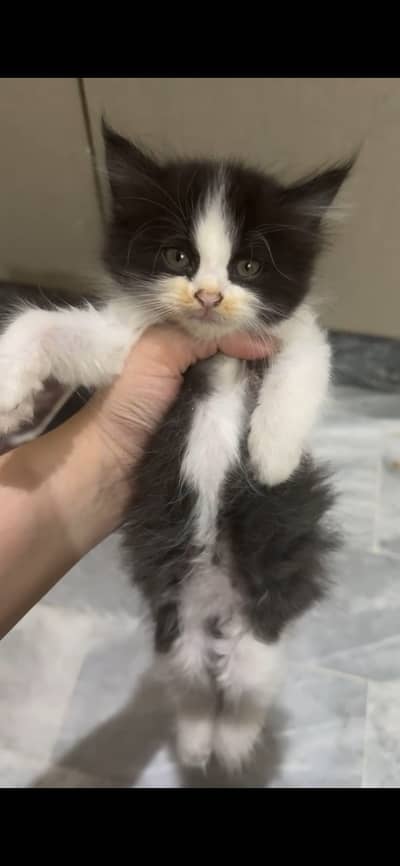 Cute and adorable persian cat available