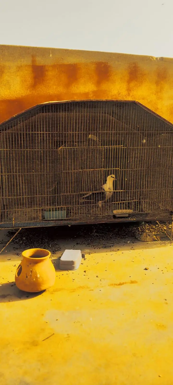 cage of bajri complete setup and jawas — photo 4