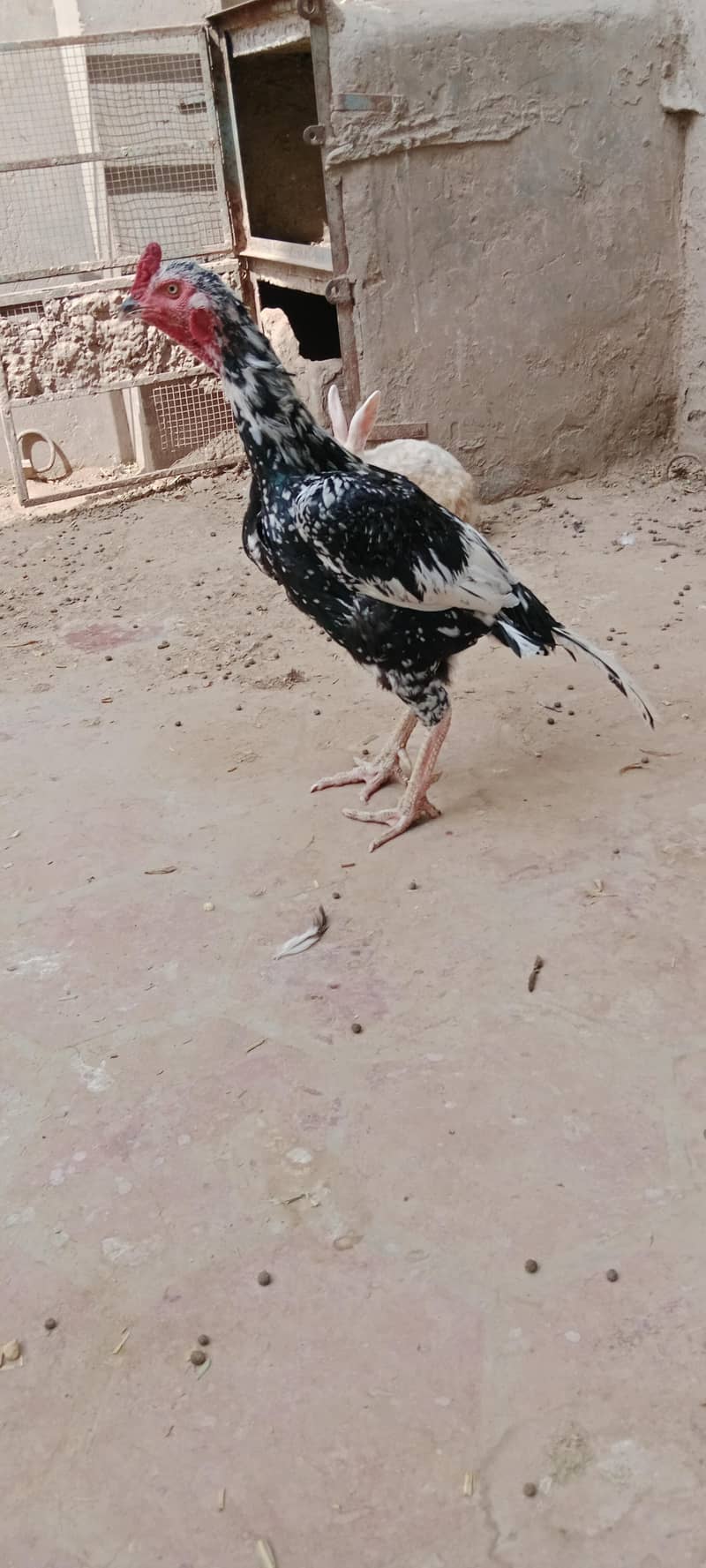 2 year age 2