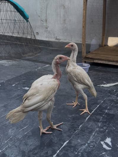 Heera aseel chiks