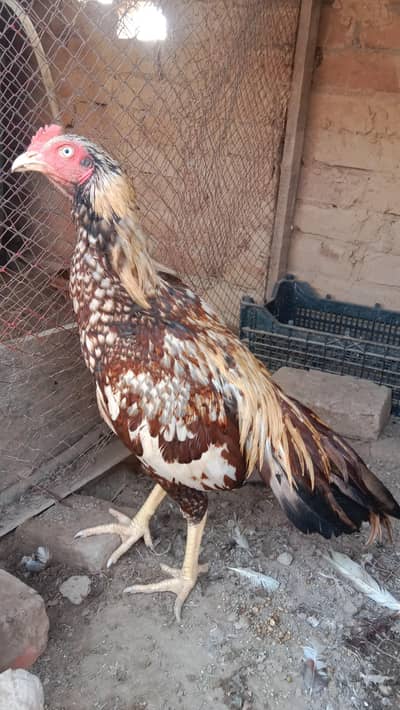 health and active breeder 5 piece