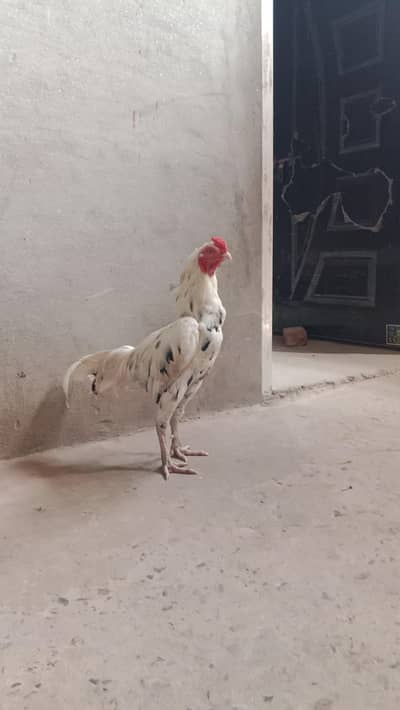 health and active breeder 5 piece
