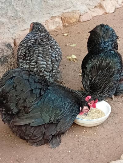 male for sale