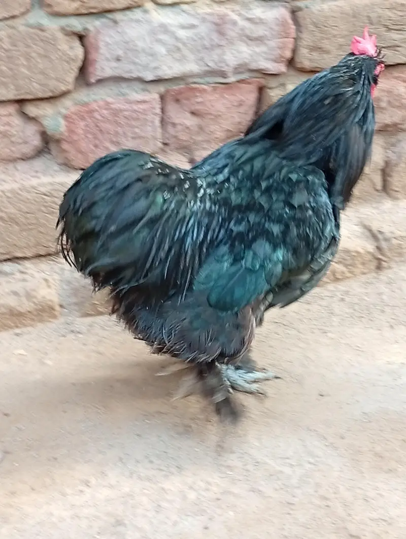 male for sale — photo 2