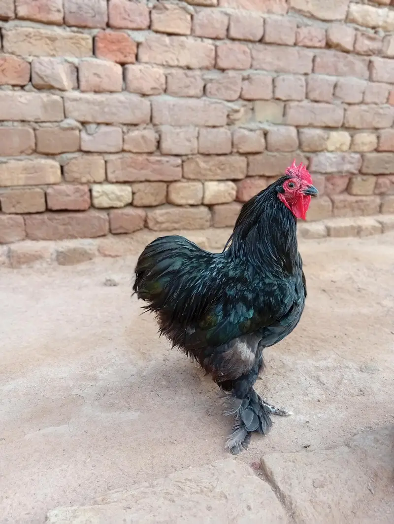 male for sale — photo 3