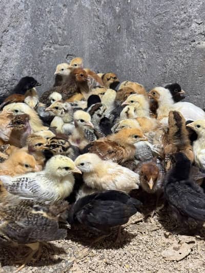 Misri Golden Desi chicks