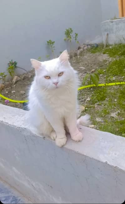 Persian Cat | Persian Triple Coated Cat For Sale
