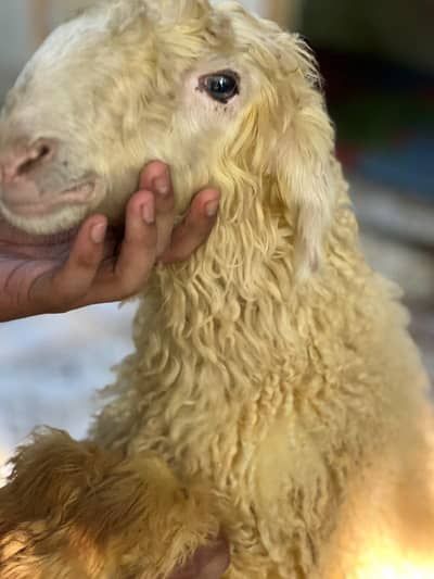 tada bakra /dhumba/sheep/bakra/healthy sheep mashlala /top quality