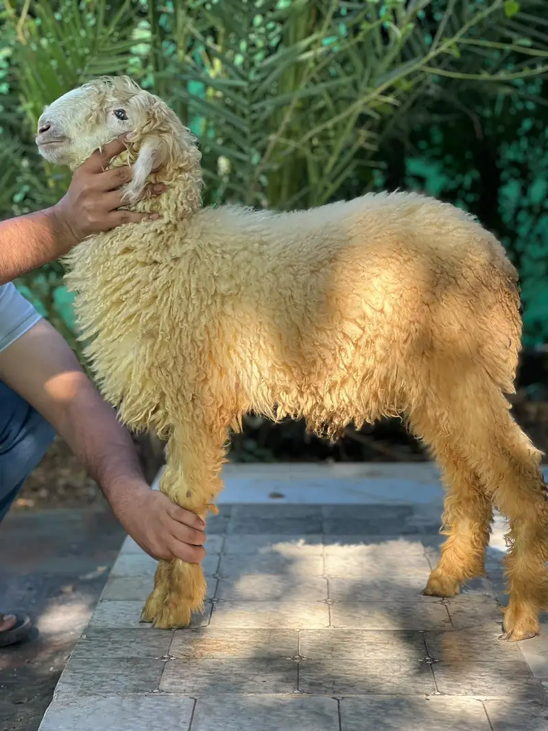 tada bakra /dhumba/sheep/bakra/healthy sheep mashlala /top quality — photo 2
