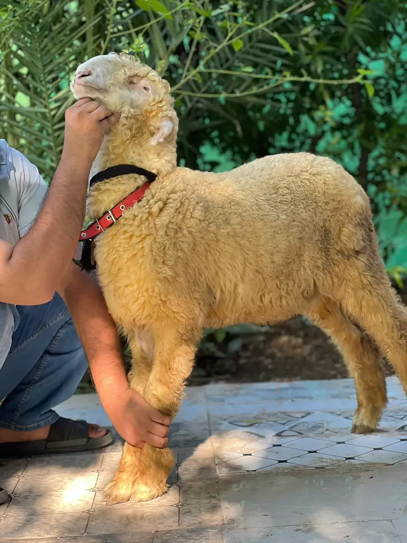 tada bakra /dhumba/sheep/bakra/healthy sheep mashlala /top quality — photo 3