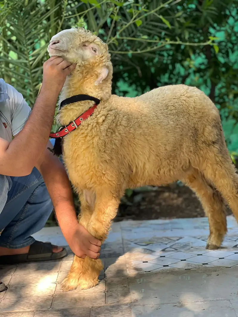 tada bakra /dhumba/sheep/bakra/healthy sheep mashlala /top quality — photo 4