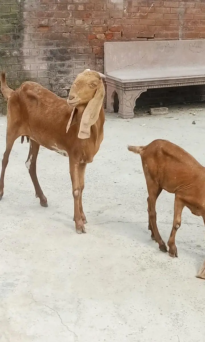 tada bakra /dhumba/sheep/bakra/healthy sheep mashlala /top quality — photo 5